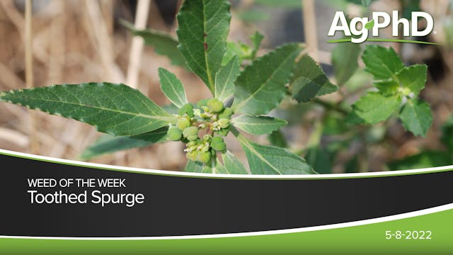 Toothed Spurge | Ag PhD