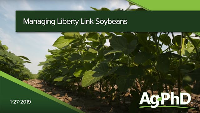 Managing LibertyLink Soybeans