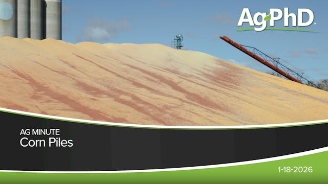Corn Piles | Ag PhD