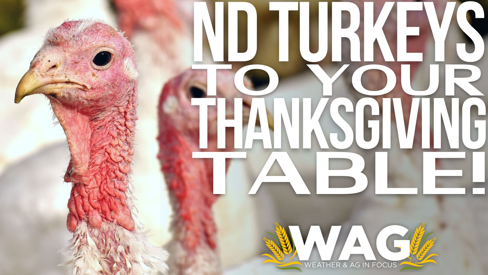 ND Turkeys to your table 11-10-22 Wag In Focus