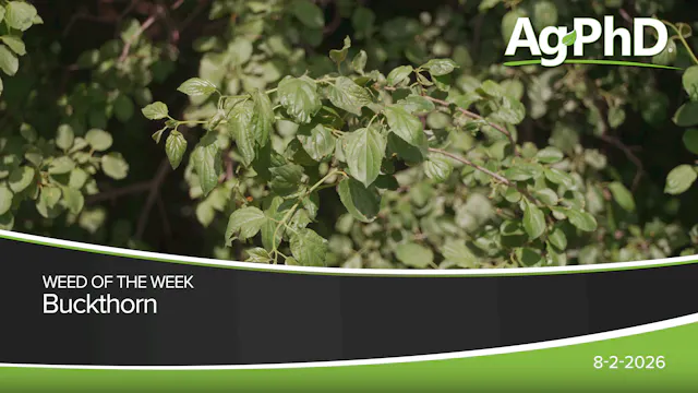 Buckthorn | Ag PhD