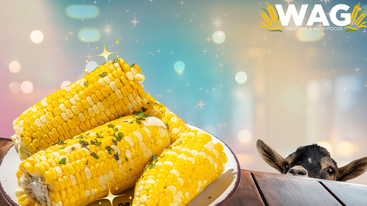 Stopping the Hate about Seed Oils | WAG in Focus 07-25-25