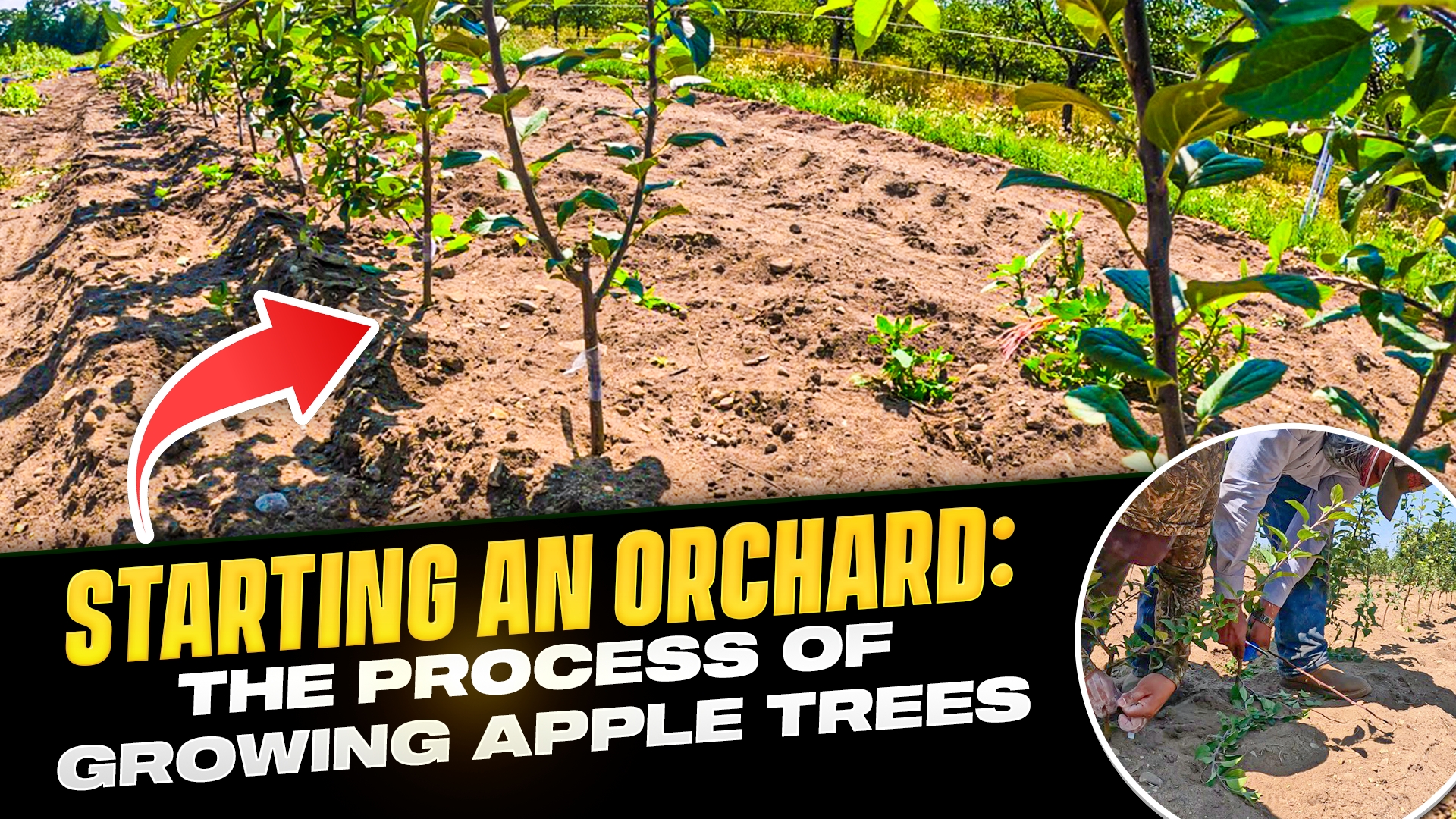 I Grow Apple Trees From Scratch and Here's What I Learned! | Pomes and Stones