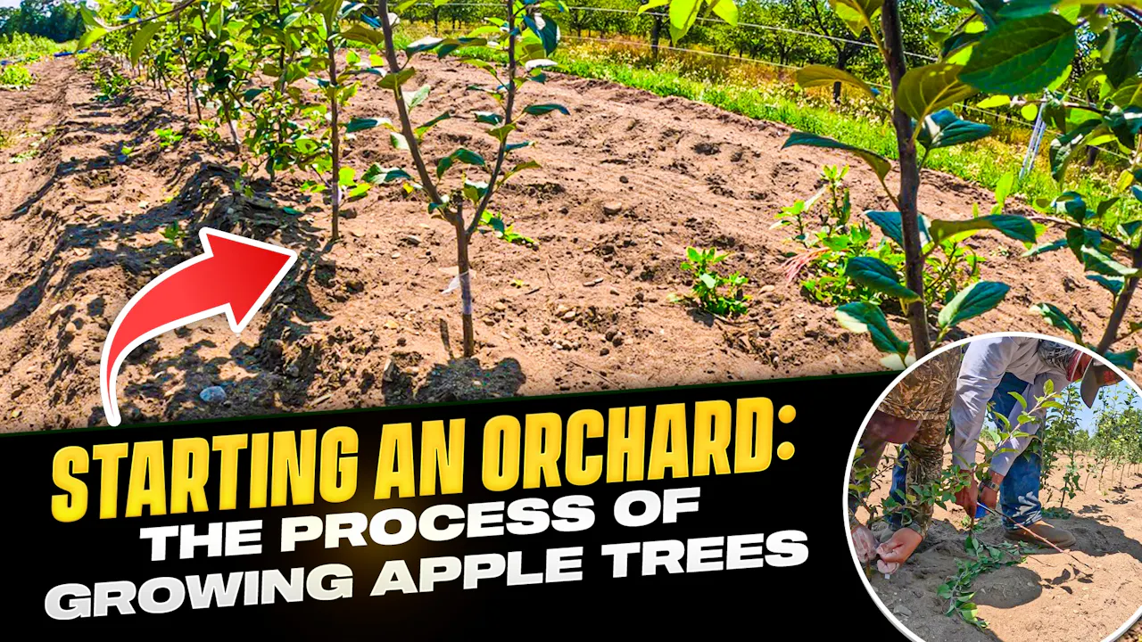 I Grow Apple Trees From Scratch and Here's What I Learned! | Pomes and ...