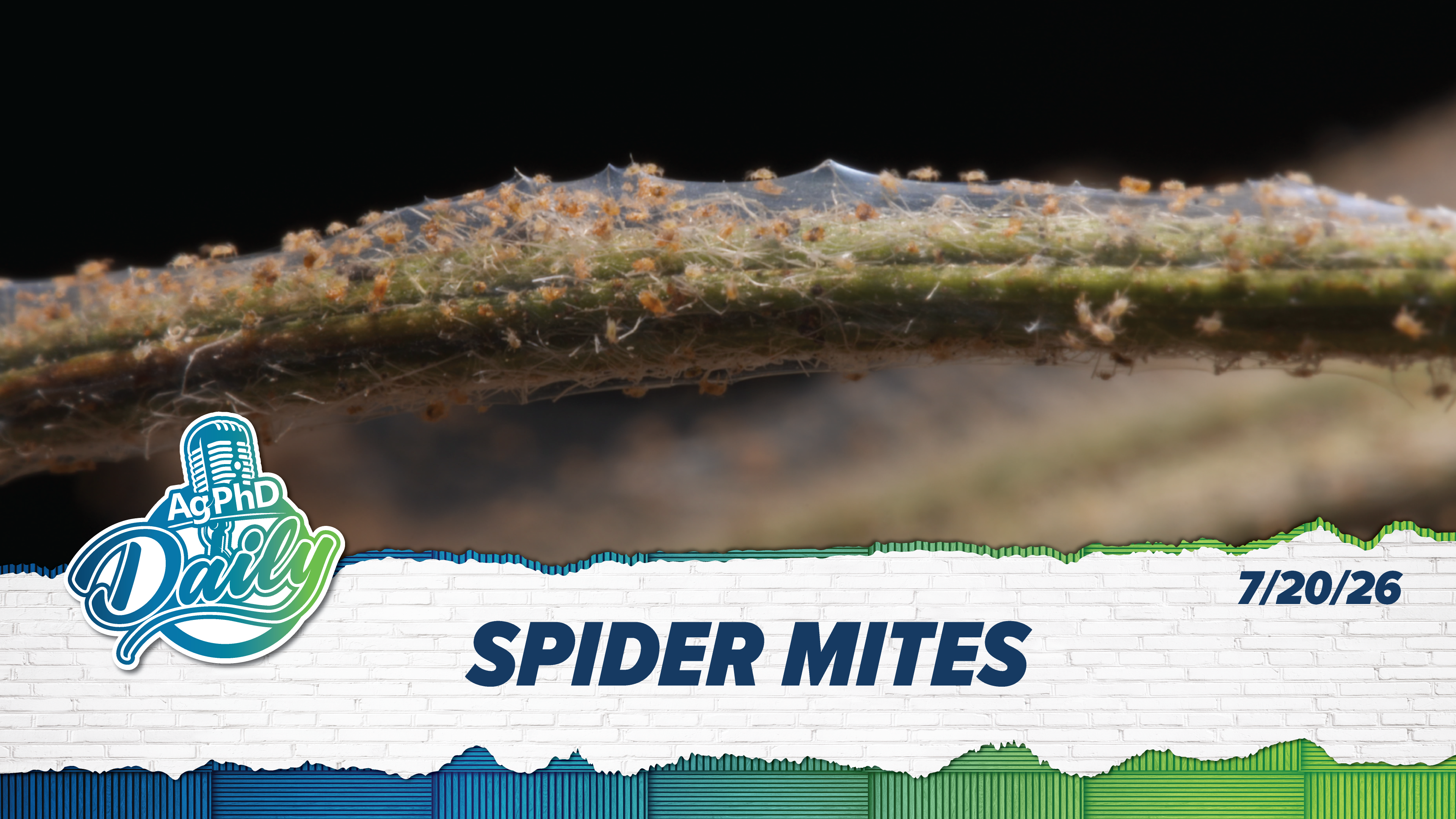 Spider Mites | Ag PhD Daily | 7/20/26