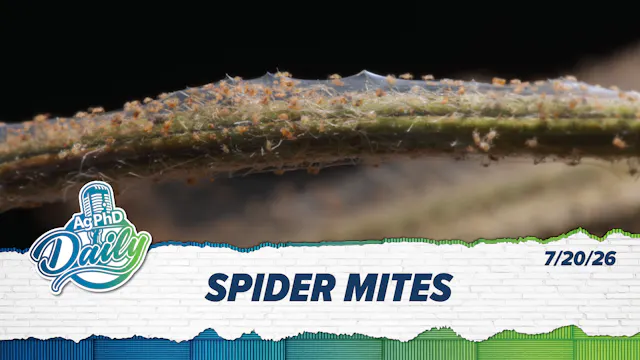 Spider Mites | Ag PhD Daily | 7/20/26
