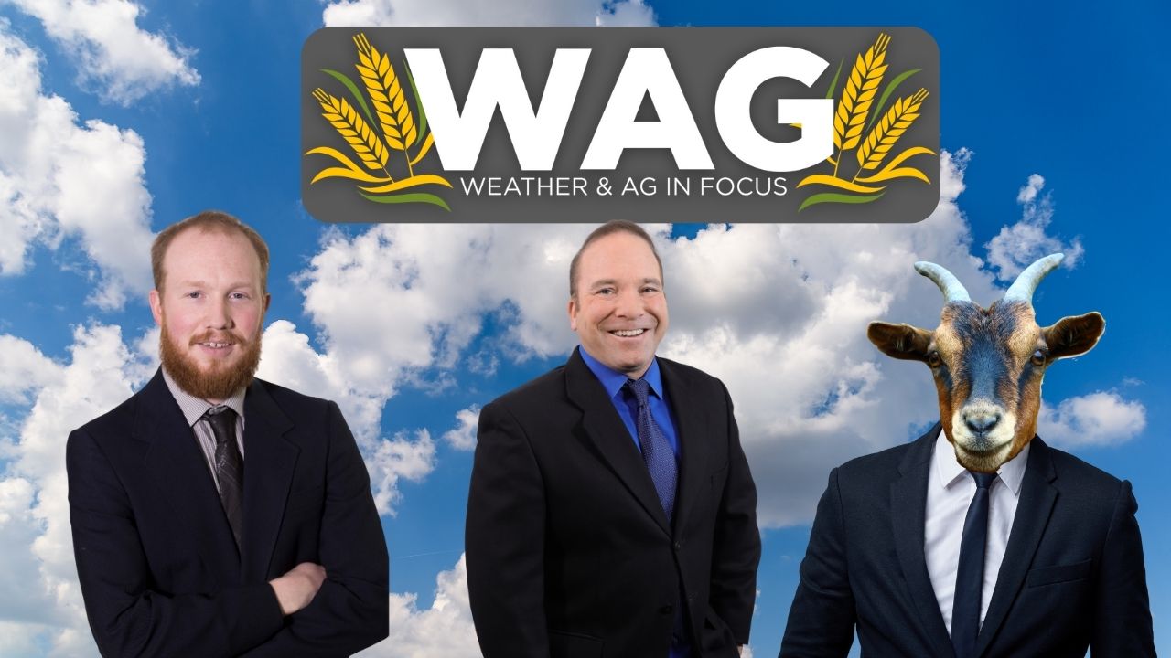 Whimsical Weather Wednesday Report | WAG in Focus 2/7/24