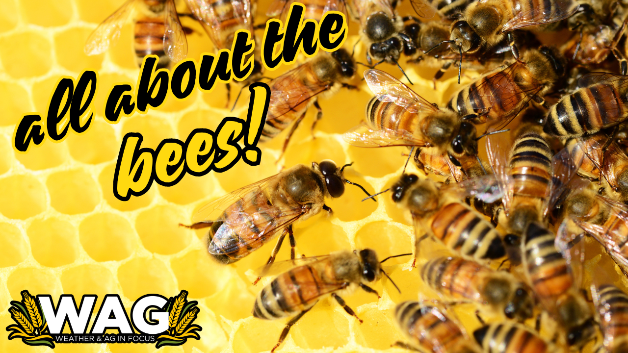 All About the Bees....Maybe the Birds too? | WAG in Focus 05/03/24