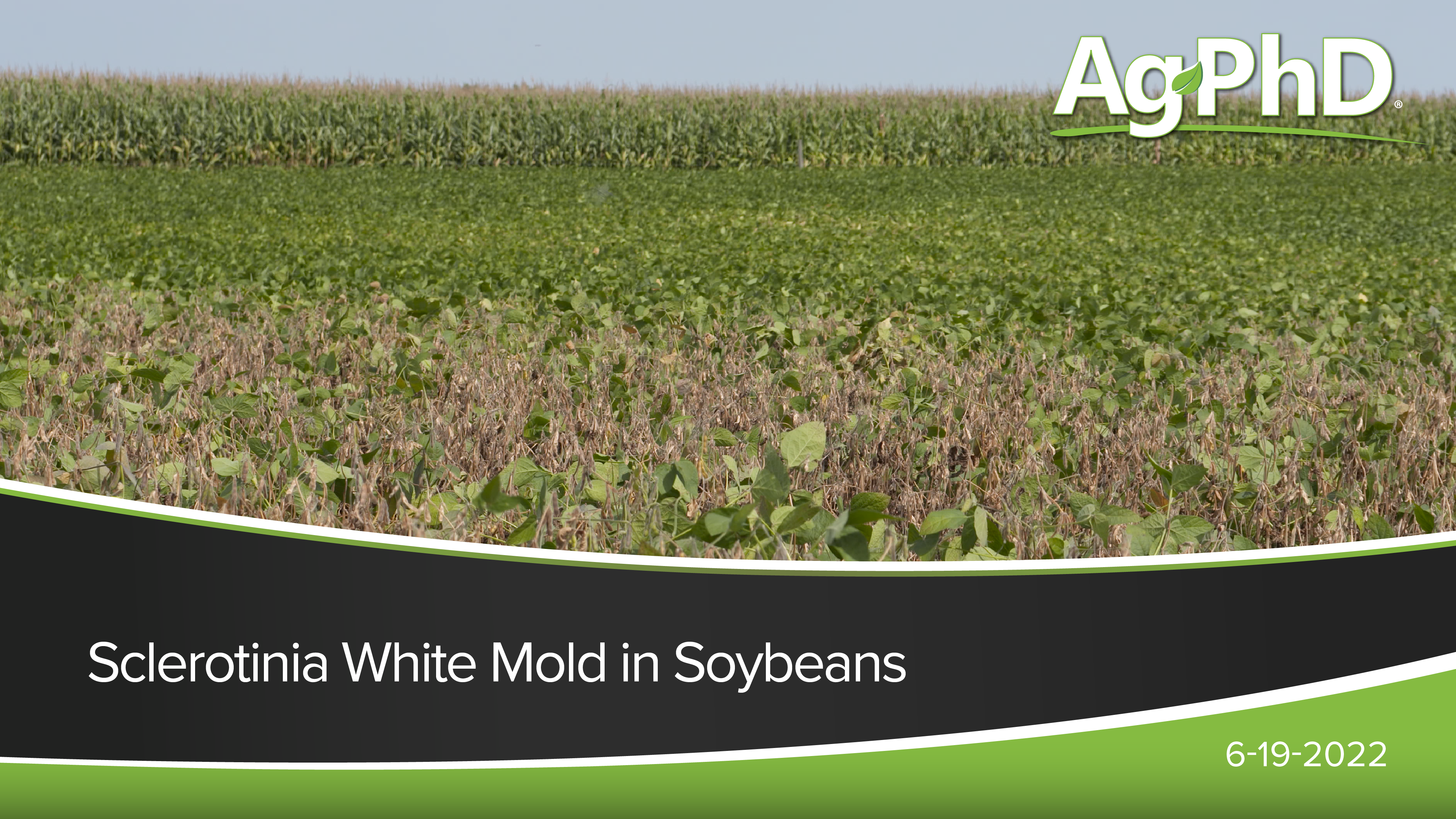 Sclerotinia White Mold in Soybeans | Ag PhD