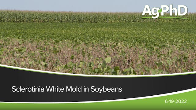 Sclerotinia White Mold in Soybeans | ...