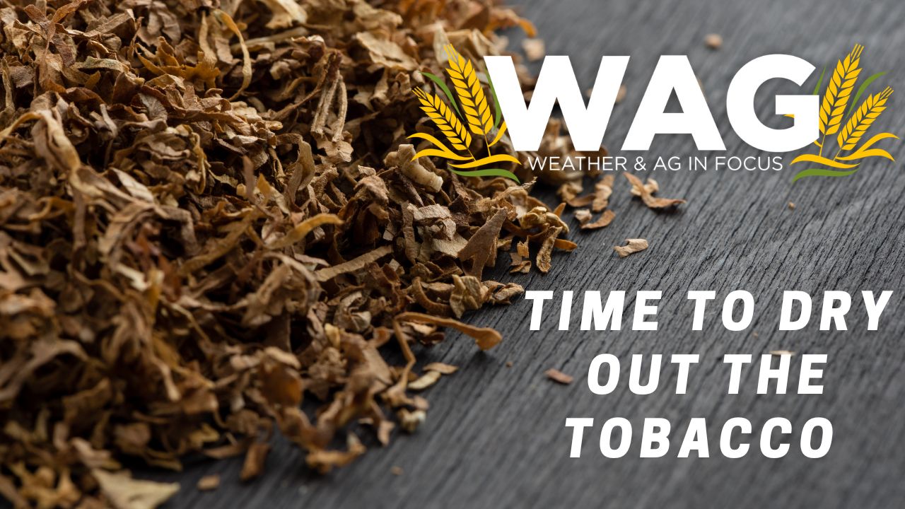 Time to Dry the Tobacco | WAG in Focus 11/9/23