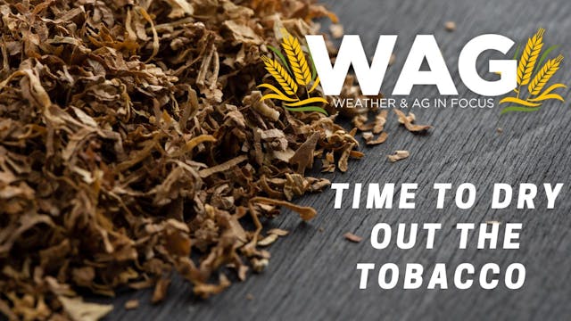 Time to Dry the Tobacco | WAG in Focu...