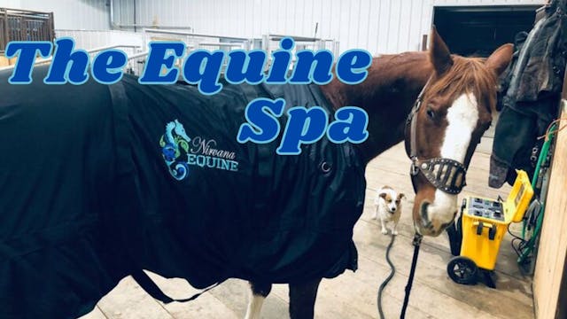 The Equine Spa | WAG in Focus 1/25/24