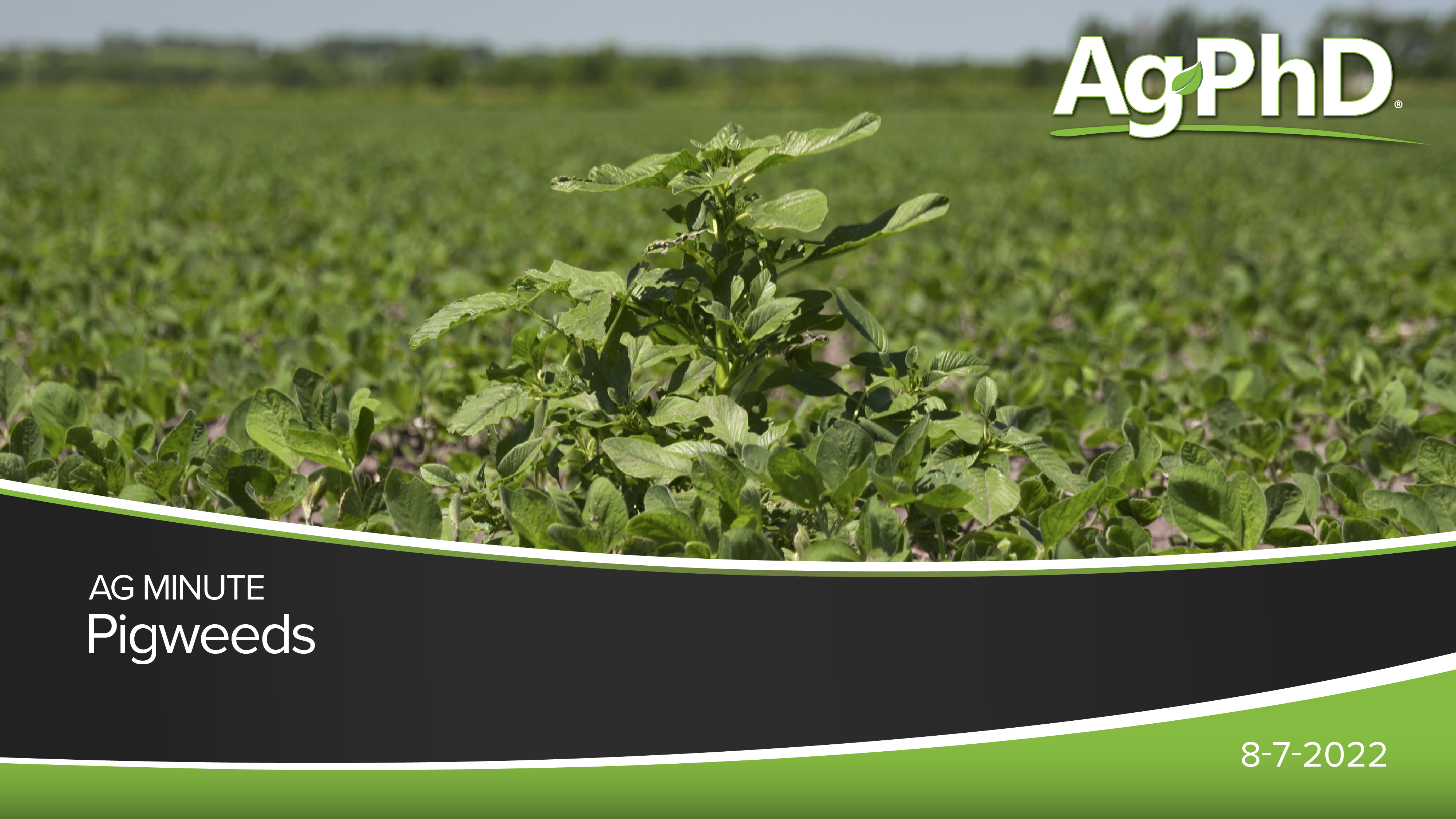 Pigweeds | Ag PhD