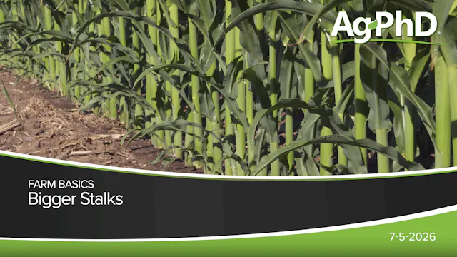 Bigger Stalks | Ag PhD