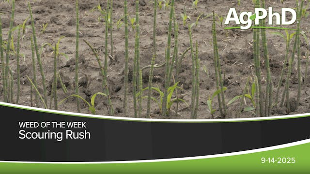 Scouring Rush | Ag PhD