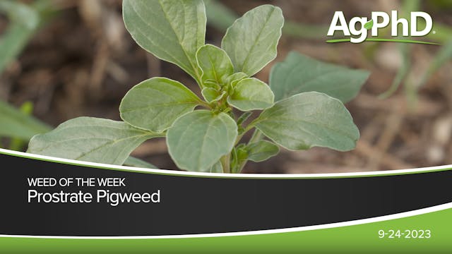 Prostrate Pigweed | Ag PhD