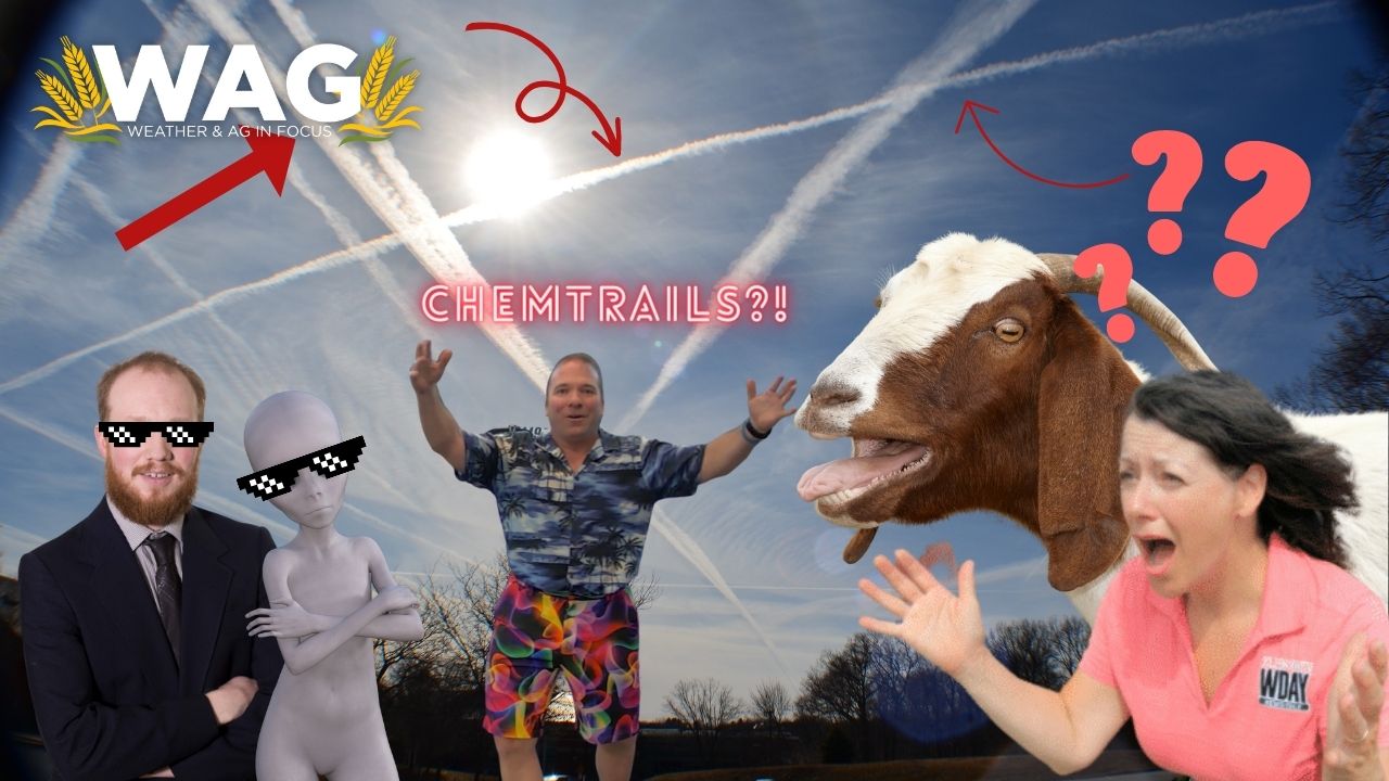 A Whimsically Weird Wednesday - WAG In Focus 8/30/23