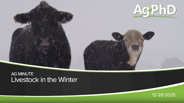 Livestock in the Winter | Ag PhD