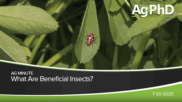Beneficial Insects | Ag PhD
