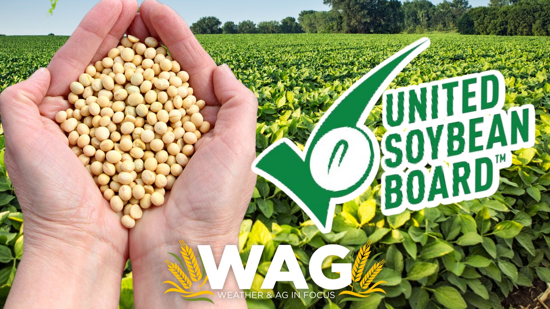 United Soybean Board Bringing New Ideas to Your Farm - WAG In Focus 3-31-23