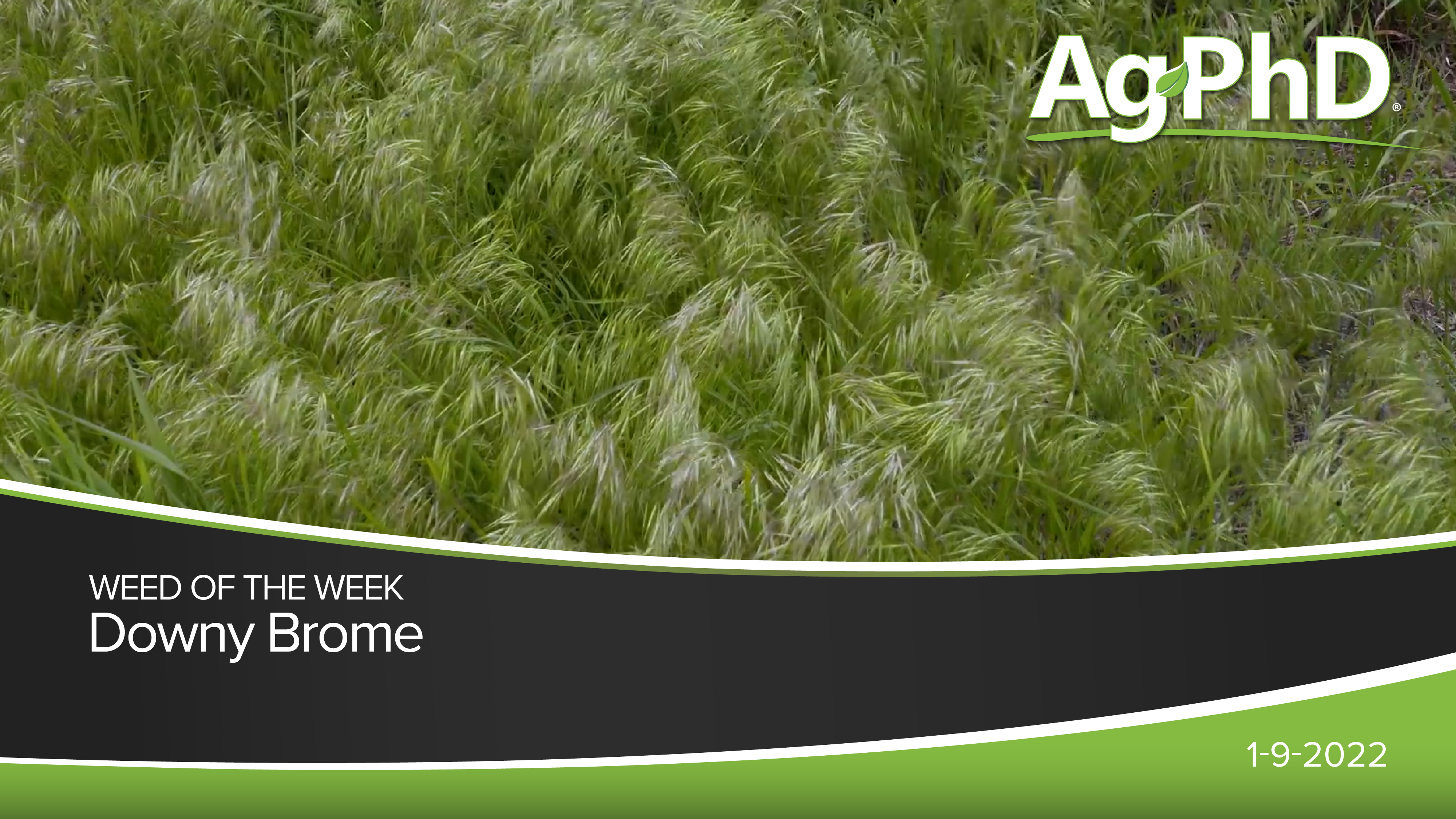 Downy Brome | Ag PhD