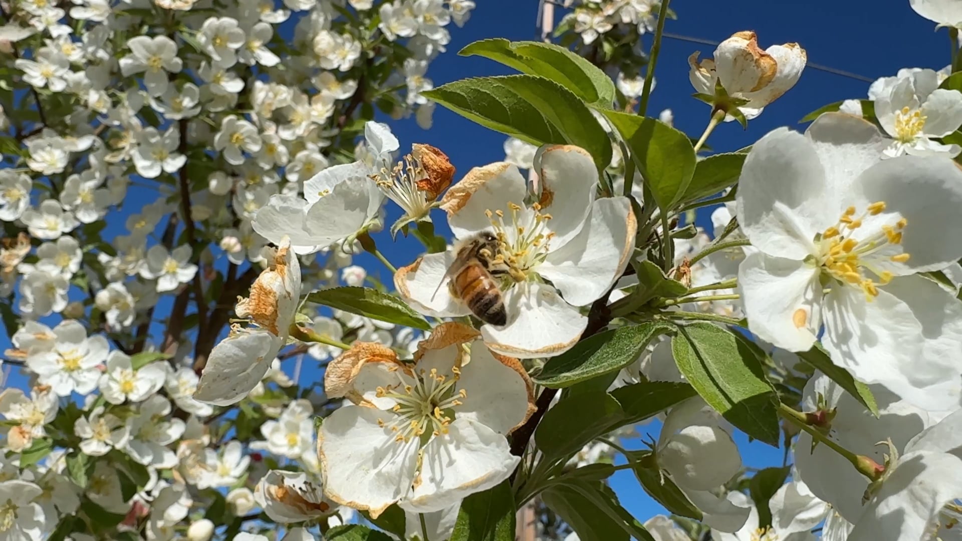 Bees Hard at Work in Idaho | Redox