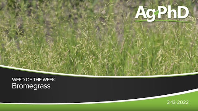 Bromegrass | Ag PhD
