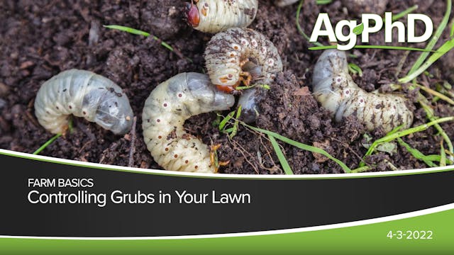 Controlling Grubs in Your Lawn | Ag PhD