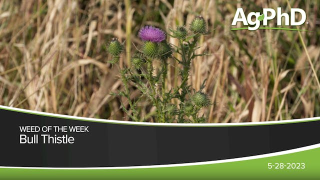 Bull Thistle | Ag PhD