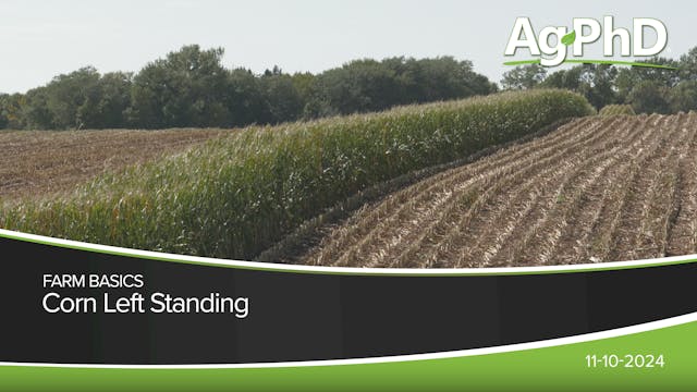 Corn Left Standing | Ag PhD