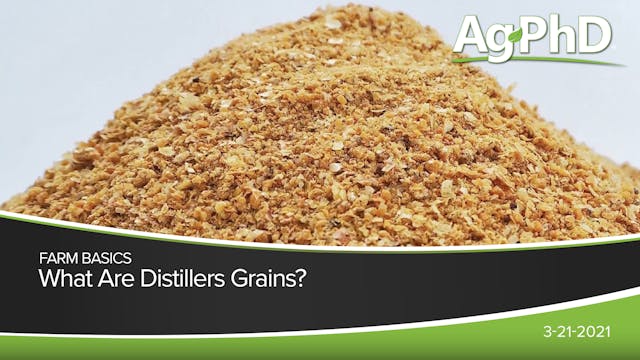 What Are Distillers Grains? | Ag PhD