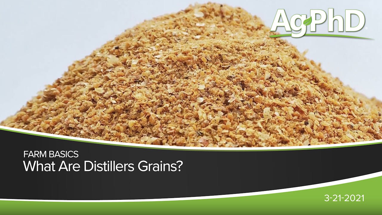 What Are Distillers Grains? Ag PhD 2021 AcresTV