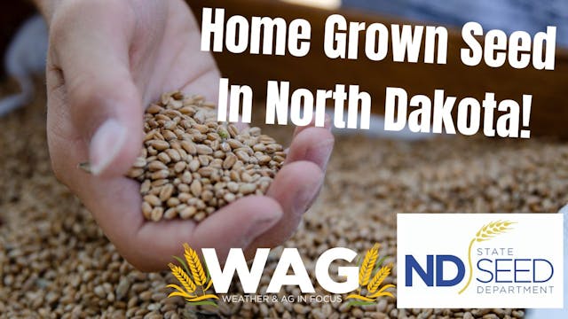 Home Grown Seed In North Dakota | WAG...