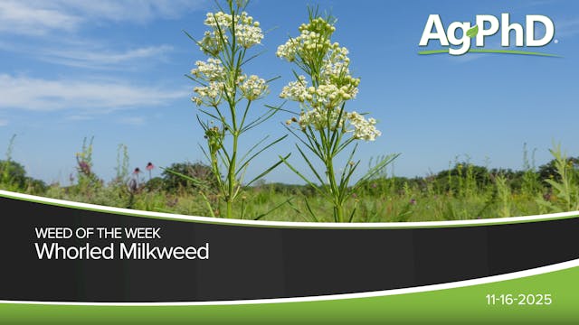 Whorled Milkweed | Ag PhD