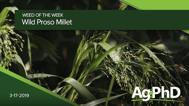 Wild Proso Millet | Ag PhD