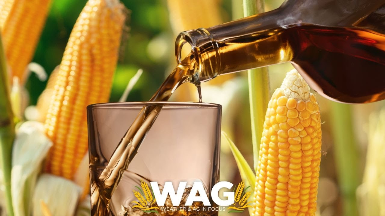 Whiskey 101: Craft Your Own Whiskey Blend with Local Corn! WAG In Focus 4-27-23