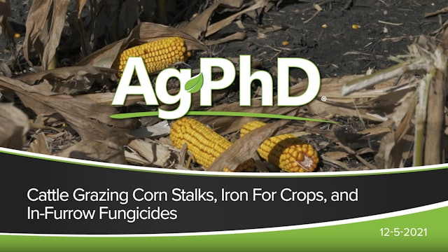 Cattle Grazing Corn Stalks, Iron for Crops, In-Furrow Fungicides | Ag PhD