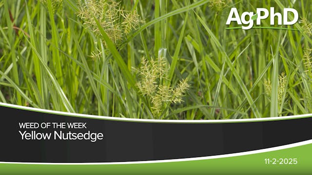 Yellow Nutsedge | Ag PhD