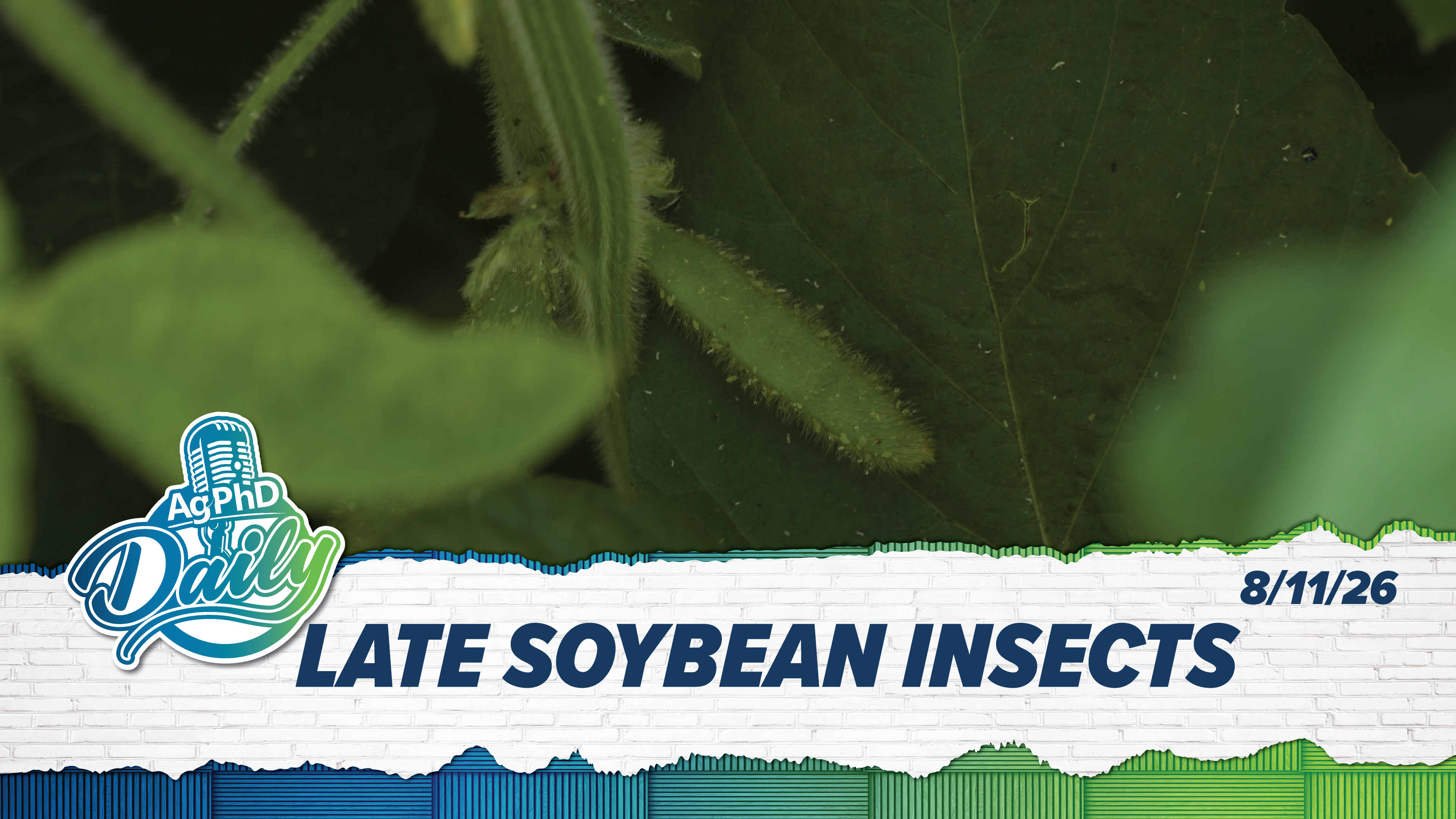 Late Soybean Insects | Ag PhD Daily | 8/11/2026