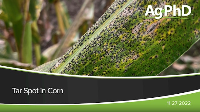 Tar Spot in Corn | Ag PhD