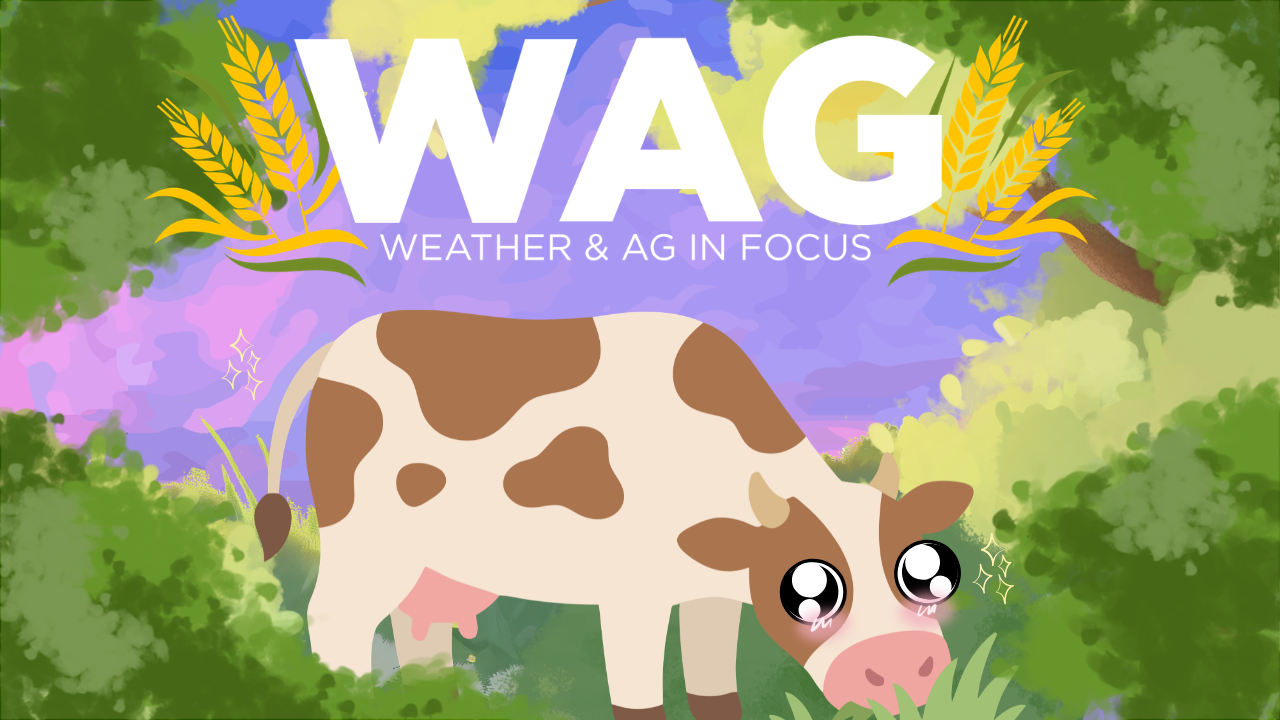 Alice in Dairyland | WAG in Focus 07-16-26