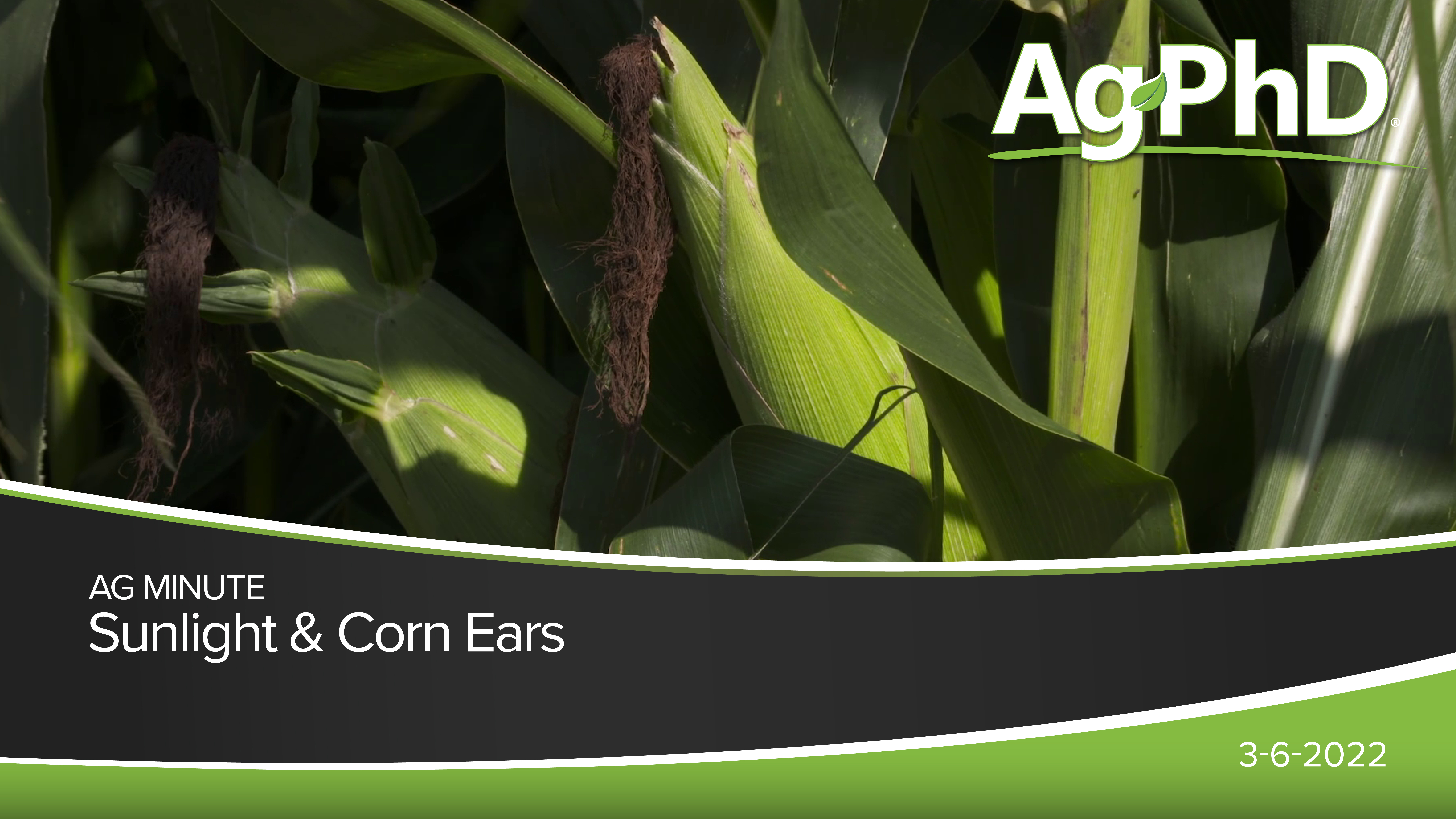 Sunlight & Corn Ears | Ag PhD