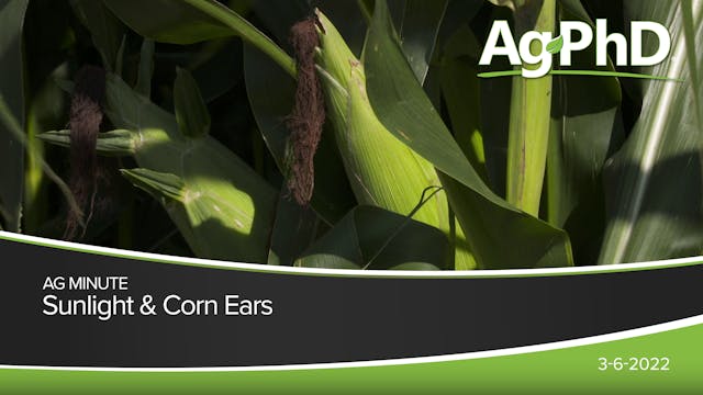 Sunlight & Corn Ears | Ag PhD