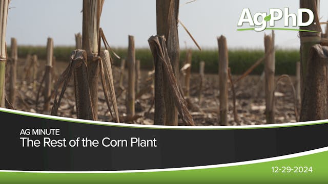 The Rest of the Corn Plant | Ag PhD