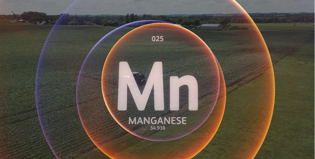 Manganese Deficiency | AgroLiquid NS