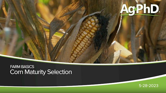Corn Maturity Selection | Ag PhD