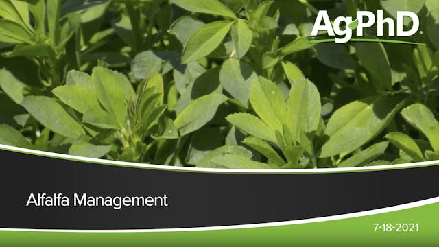 Alfalfa Management | Ag PhD