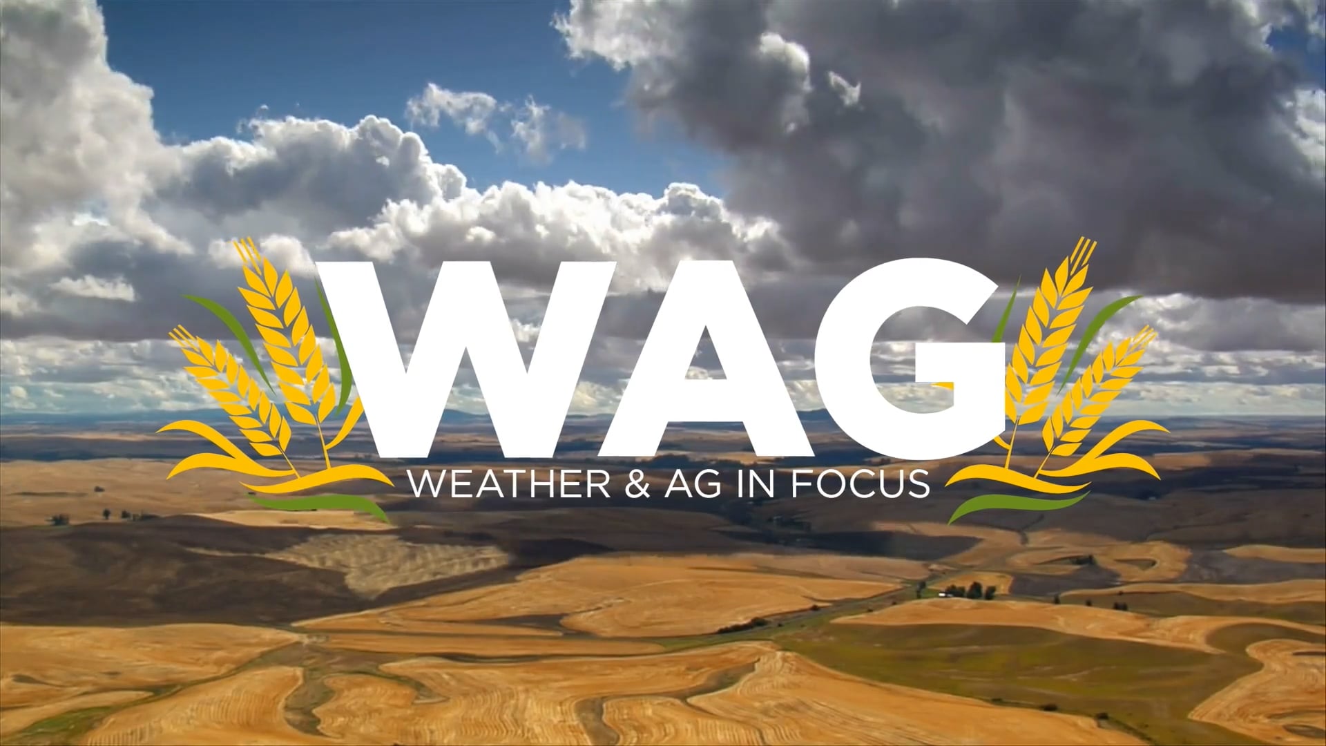 Who’s Planting All the Wheat? | WAG in Focus 05-05-25