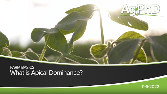 What is Apical Dominance? | Ag PhD